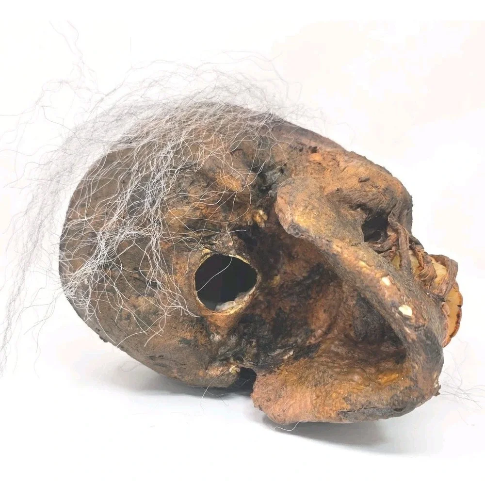 Life-Size Rotted Skull Prop Used Prop Skull Halloween Horror Haunted House U62